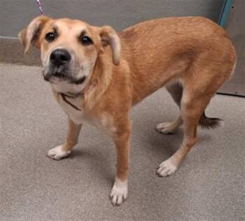 LOTUS -  German Shepherd Dog Dog for Adoption in Las Vegas, Nevada - LOTUS | PetCurious