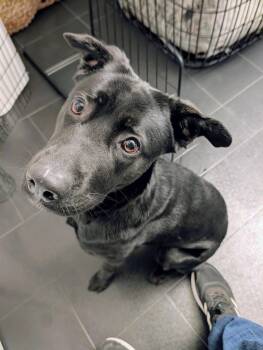 Lola -  Black Labrador Retriever Dog for Adoption in Petaluma, California - Lola | PetCurious