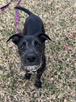 Rescue Terrier and Mixed Breed Dogs for Adoption in Edmond, Oklahoma - Goose | PetCurious
