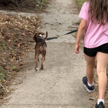 Beetle -  Pit Bull Terrier and Mixed Breed Dog for Adoption in Fort Collins, Colorado - Beetle | PetCurious