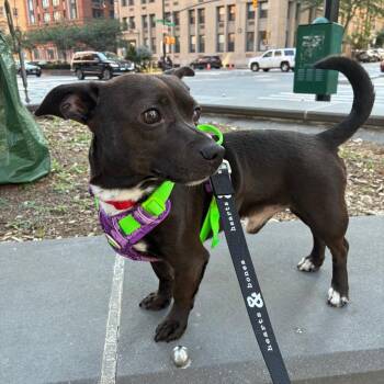 Bristol -  Chihuahua Dog for Adoption in New York, New York - Bristol | PetCurious