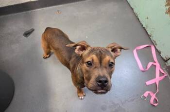 ANCHO POWDER -  Terrier Dog for Adoption in Antioch, California - ANCHO POWDER | PetCurious