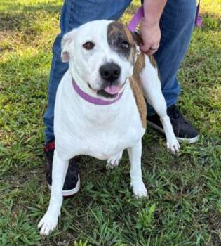 Rescue Pit Bull Terrier Dogs for Adoption in Sevierville, Tennessee - Typhoon | PetCurious