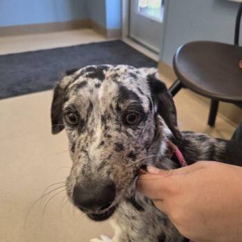 Australian Shepherd and Catahoula Leopard Dog Dogs Available for Adoption in Grand Junction, Colorado - Heiress | PetCurious
