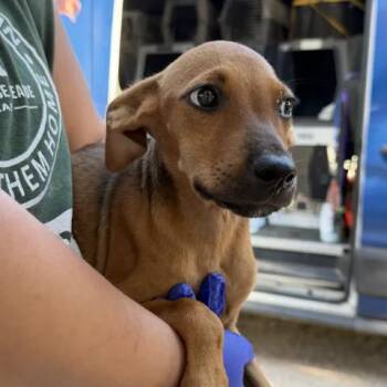 Edwarda -  Labrador Retriever Dog for Adoption in Austin, Texas - Edwarda | PetCurious