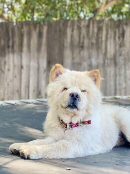 Pearl -  Chow Chow Dog for Adoption in Reedley, California - Pearl | PetCurious