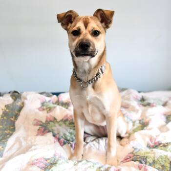 Violet -  Shepherd Dog for Adoption in Fort Collins, Colorado - Violet | PetCurious