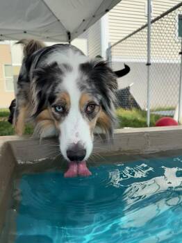 Max -  Australian Shepherd Dog for Adoption in Stratham, New Hampshire - Max | PetCurious
