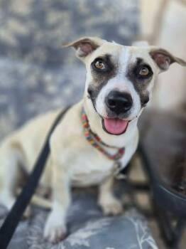 Embers -  Chihuahua Dog Available for Adoption in VERNON ROCKVL, Connecticut - Embers | PetCurious