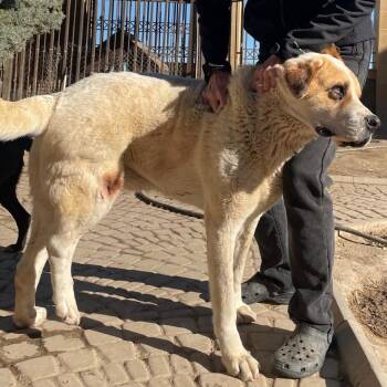 Caucasian Sheepdog Caucasian Ovtcharka Dogs Available for Adoption - TIGER | PetCurious