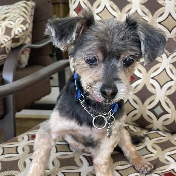 Yorkshire Terrier Dogs Available for Adoption - Baxter | PetCurious