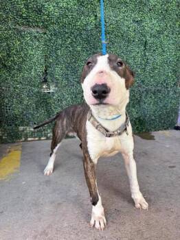 Bull Terrier and Mixed Breed Dogs Available for Adoption - 60671178 | PetCurious