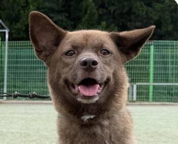 Chobi -  Jindo Dog for Adoption in San Ramon, California - Chobi | PetCurious