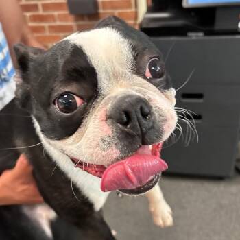 Elmer Fudd -  Mixed Breed Dog for Adoption in Allentown, Pennsylvania - Elmer Fudd | PetCurious