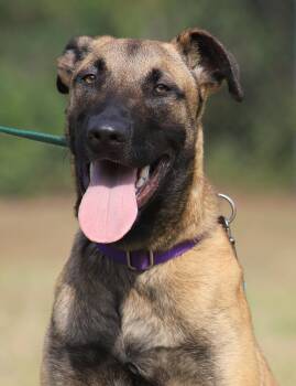 German Shepherd Dog Dogs Available for Adoption in North Fort Myers, Florida - Kira | PetCurious