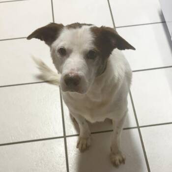 Dave -  Cattle Dog Dog for Adoption in Columbia, South Carolina - Dave | PetCurious