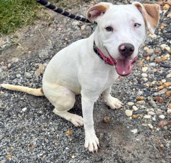 Kylie -  Pit Bull Terrier Dog for Adoption in Sparta, North Carolina - Kylie | PetCurious