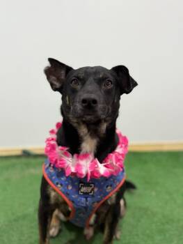 Josh-One of our Amazing Rescue Dogs -  Corgi and Black Labrador Retriever Dog for Adoption in Carlsbad, California - Josh-One Of Our Amazing Rescue Dogs | PetCurious