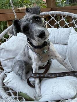 Benji -  Schnauzer and Poodle Dog for Adoption in Memphis, Tennessee - Benji | PetCurious