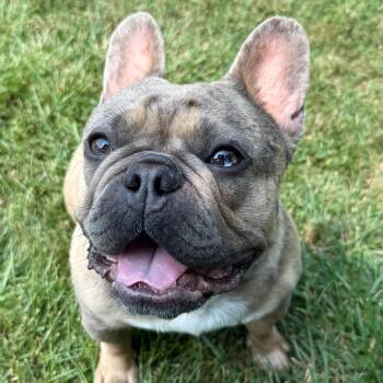 Waddles -  French Bulldog Dog for Adoption in Fenton, Michigan - Waddles | PetCurious