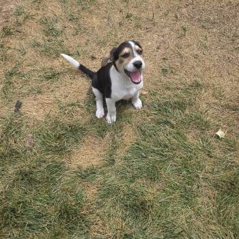 Margarita -  German Shepherd Dog and Mixed Breed Dog Available for Adoption in Midland, Texas - Margarita | PetCurious