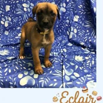 Eclair -  Belgian Shepherd Malinois Dog for Adoption in Plainfield, Illinois - Eclair | PetCurious