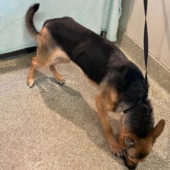 Cliff* -  German Shepherd Dog Dog for Adoption in San Gabriel, California - Cliff* | PetCurious