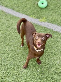 Carlos -  Chihuahua Dog for Adoption in Hornell, New York - Carlos | PetCurious