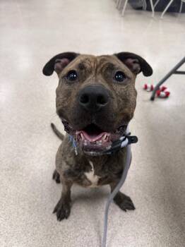 Mikey -  Pit Bull Terrier Dog for Adoption in Teterboro, New Jersey - Mikey | PetCurious