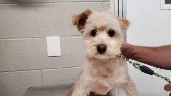 RILEY -  Pomeranian and Poodle Dog for Adoption in Aurora, Illinois - RILEY | PetCurious