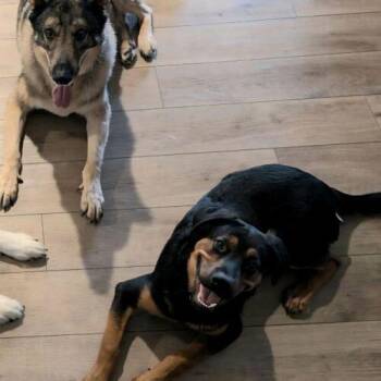 German Shepherd Dog Dogs Available for Adoption - ROSCOE | PetCurious