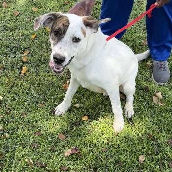 Zeus -  Hound and Bulldog Dog for Adoption in Valdosta, Georgia - Zeus | PetCurious