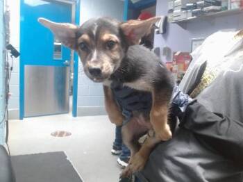 Pit Bull Terrier and Mixed Breed Dogs Available for Adoption - ANDESITE | PetCurious