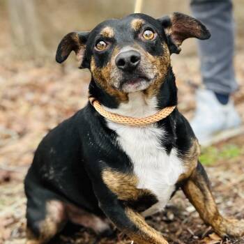 Dachshund Dogs Available for Adoption - Ippy | PetCurious