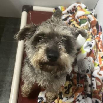Mimi FKA Elsamarie -  Miniature Schnauzer Dog for Adoption in North Myrtle Beach, South Carolina - Mimi FKA Elsamarie | PetCurious