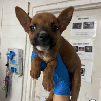 Francisca -  Mixed Breed Dog for Adoption in Edinburg, Texas - Francisca | PetCurious