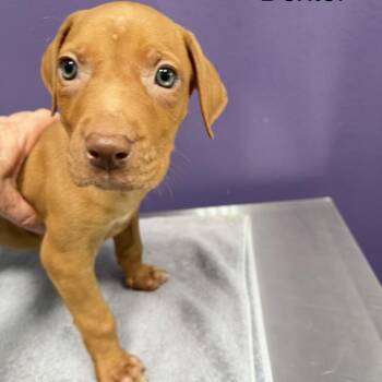 Dexter -  Mixed Breed Dog for Adoption in Englewood, Florida - Dexter | PetCurious