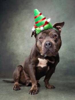 Kong -  Mixed Breed Dog for Adoption in Atlanta, Georgia - Kong | PetCurious