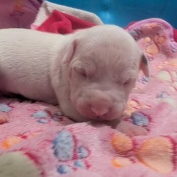 Grover -  Terrier Dog for Adoption in Jasper, Indiana - Grover | PetCurious
