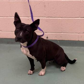 Mixed Breed Dogs Available for Adoption - Bernadette | PetCurious