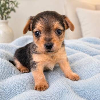Mixed Breed Dogs Available for Adoption - Carmen (Dani
