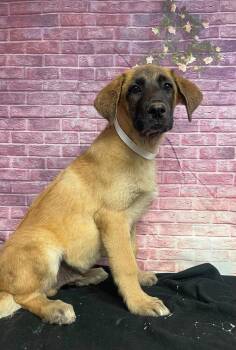 Blue Buffalo -  Anatolian Shepherd and Saint Bernard Dog for Adoption in Sedalia, Colorado - Blue Buffalo | PetCurious