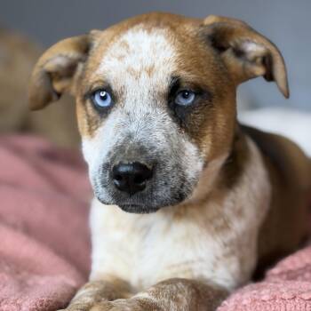 Australian Cattle Dog Blue Heeler and Mixed Breed Dogs Available for Adoption - Paris | PetCurious