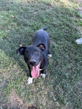 Rescue Mixed Breed Dogs for Adoption in Redfield, Arkansas - Dane Ryan | PetCurious