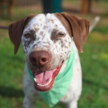 CORPSMAN -  Pointer Dog for Adoption in San Antonio, Texas - CORPSMAN | PetCurious