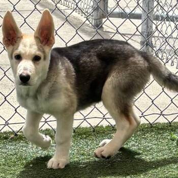 Soup -  Mixed Breed Dog for Adoption in Springboro, Ohio - Soup | PetCurious