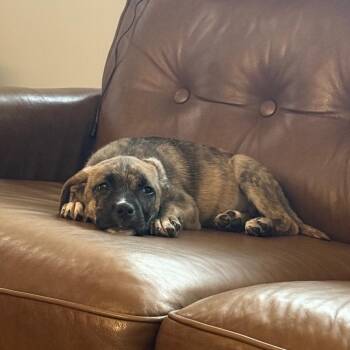 Cecelia -  Boxer and Pit Bull Terrier Dog for Adoption in Chicago, Illinois - Cecelia | PetCurious