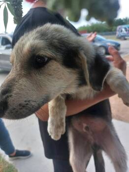 Rescue Mixed Breed Dogs for Adoption in Brownwood, Texas - Dota | PetCurious