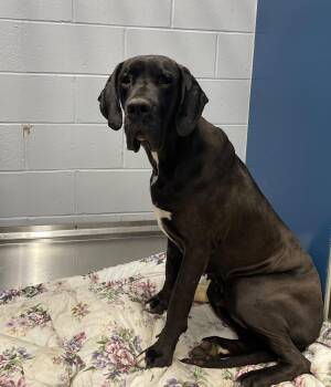 Great Dane Dogs Available for Adoption in Hartland, Michigan - Lola | PetCurious