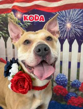 Koda -  Mixed Breed Dog for Adoption in Flint, Michigan - Koda | PetCurious